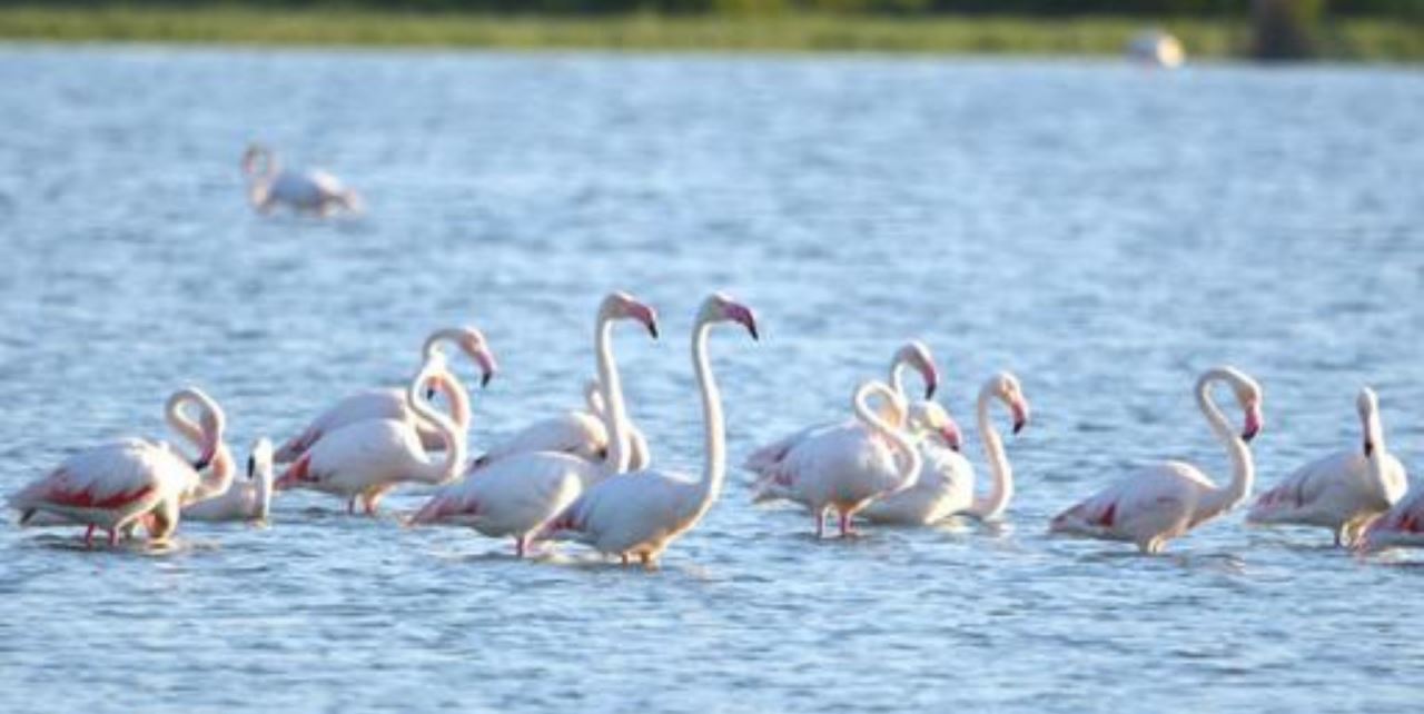 Doğa harikası Akgöl flamingoları misafir ediyor