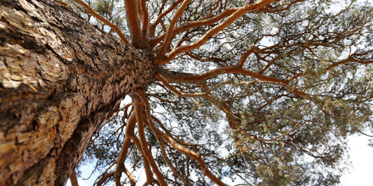 Çam ağaçlarıyla ilgili çok şaşırtıcı 10 bilgi. Çam ağaçlarının pek bilinmeyenleri