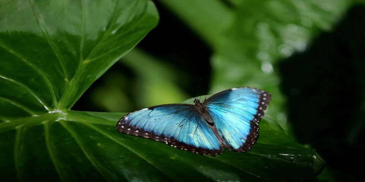 Tropikal Kelebek Bahçesi'nde 4 ay aradan sonra kelebeklerin renkli dünyasına keşif yeniden başladı