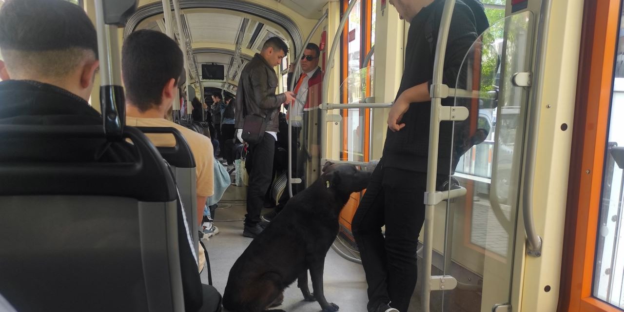 Tramvayla seyahat eden köpek dikkat çekti