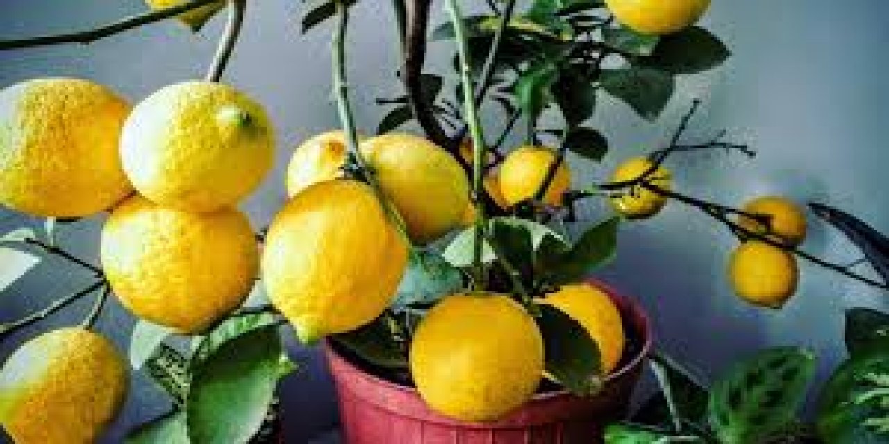 Kendi limonunuzu yetiştirebilirsiniz; Balkonda olduğundan daha hızlı limon yetiştirmenin yolu