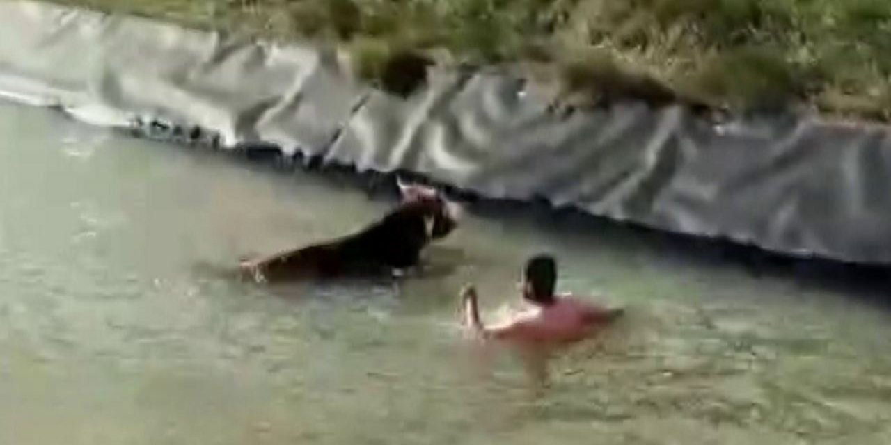 Canını hiçe sayarak sulama kanalına düşen ineği kurtardı