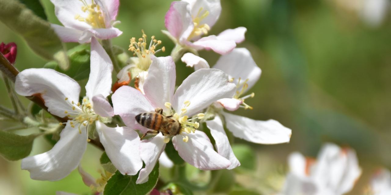 Elma ağaçlarının verimi kiralık arılarla artıyor