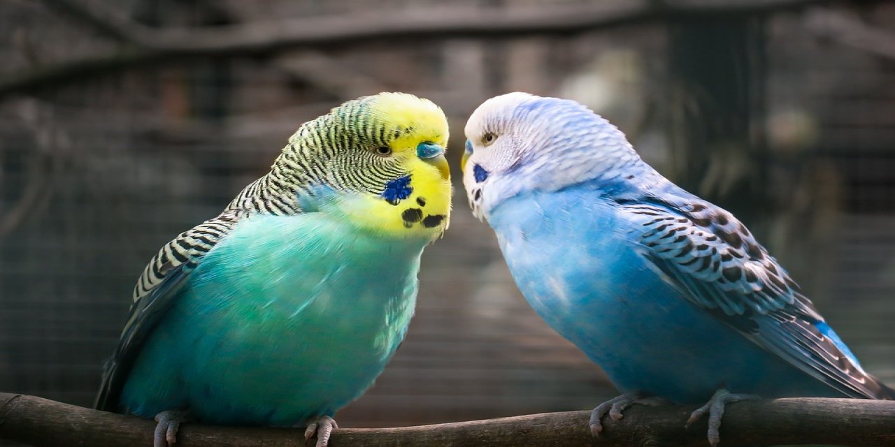 Muhabbet kuşlarıyla ilgili ilginç gerçekler. Onları daha hızlı konuşturan 5 tüyo