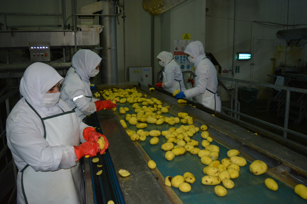 Konya Şeker sayesinde patates üretimi arttı