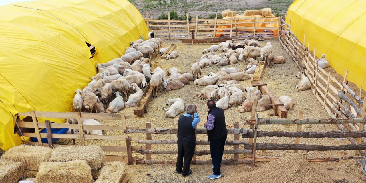 Keçiören'de, kurban satışı yapmak için alanlara başvurular başladı