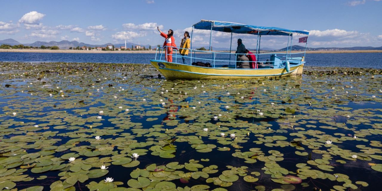 Beyşehir Gölü'ndeki nilüferler görsel şölen sunuyor