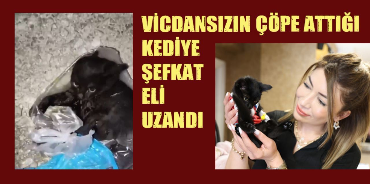 Yavru kedi sıcak yuvaya kavuştu