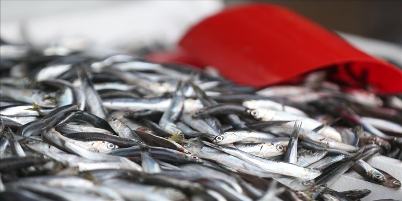 İzmir balık hal fiyatları belli oldu! Serbest piyasada balık fiyatları