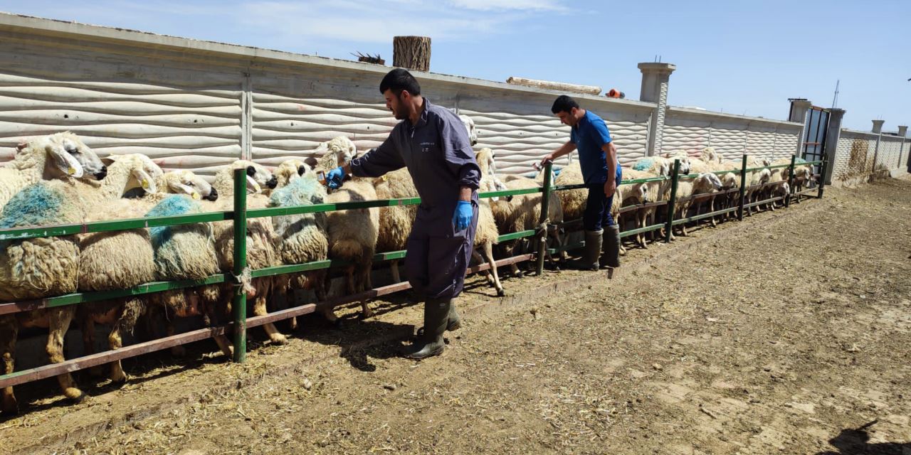 Hayvan sağlığı için çalışmalar devam ediyor