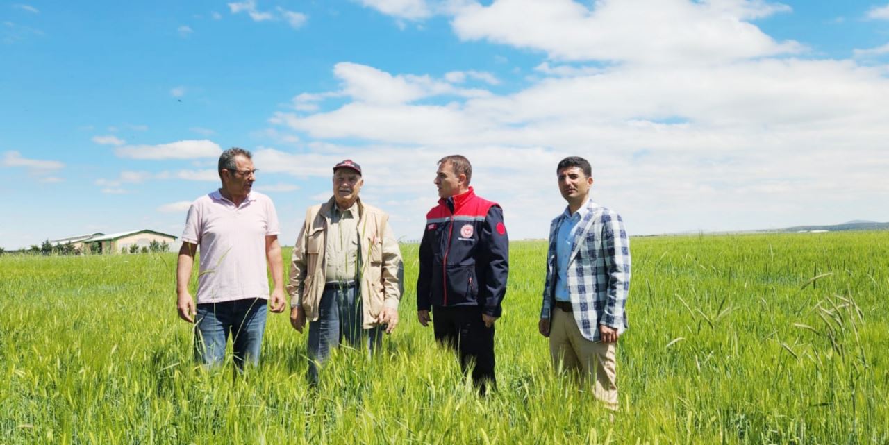 İl Tarım Müdürü Seçen hububat ekili alanları inceledi