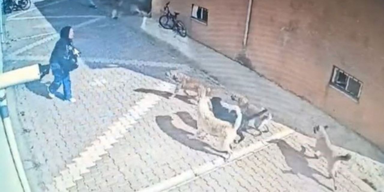 Konya'da kız öğrenciye sokak köpeklerinin saldırma anını kameralar kayda aldı