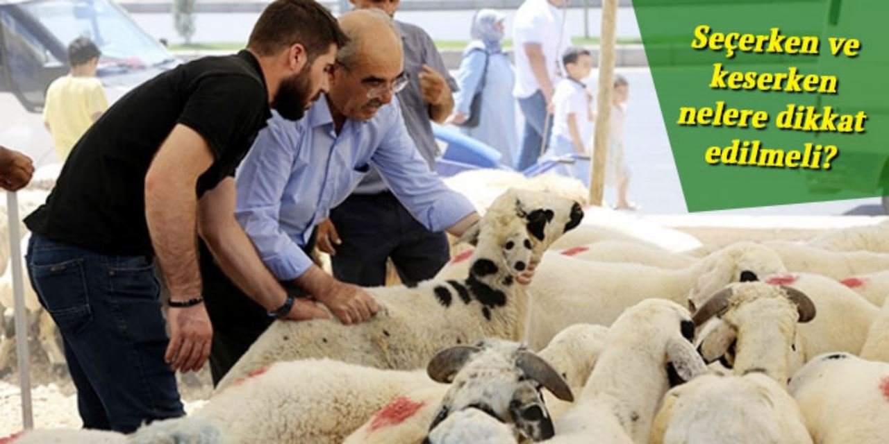 Kurban Bayramı yaklaşırken, uzmanından kurbanlık önerileri