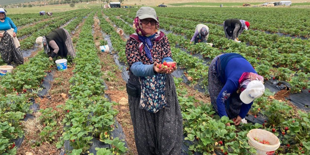 İlçe çiftçisinin en önemli geçim kaynağı: ''Çilek''