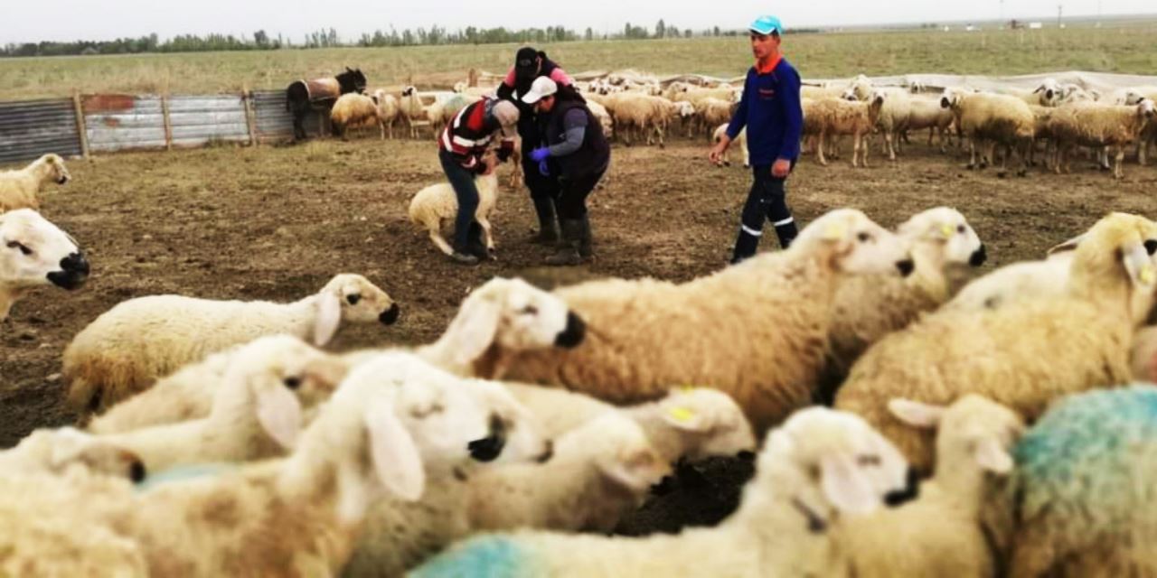 Sarayönü’nde küçükbaş hayvan aşılamaları devam ediyor