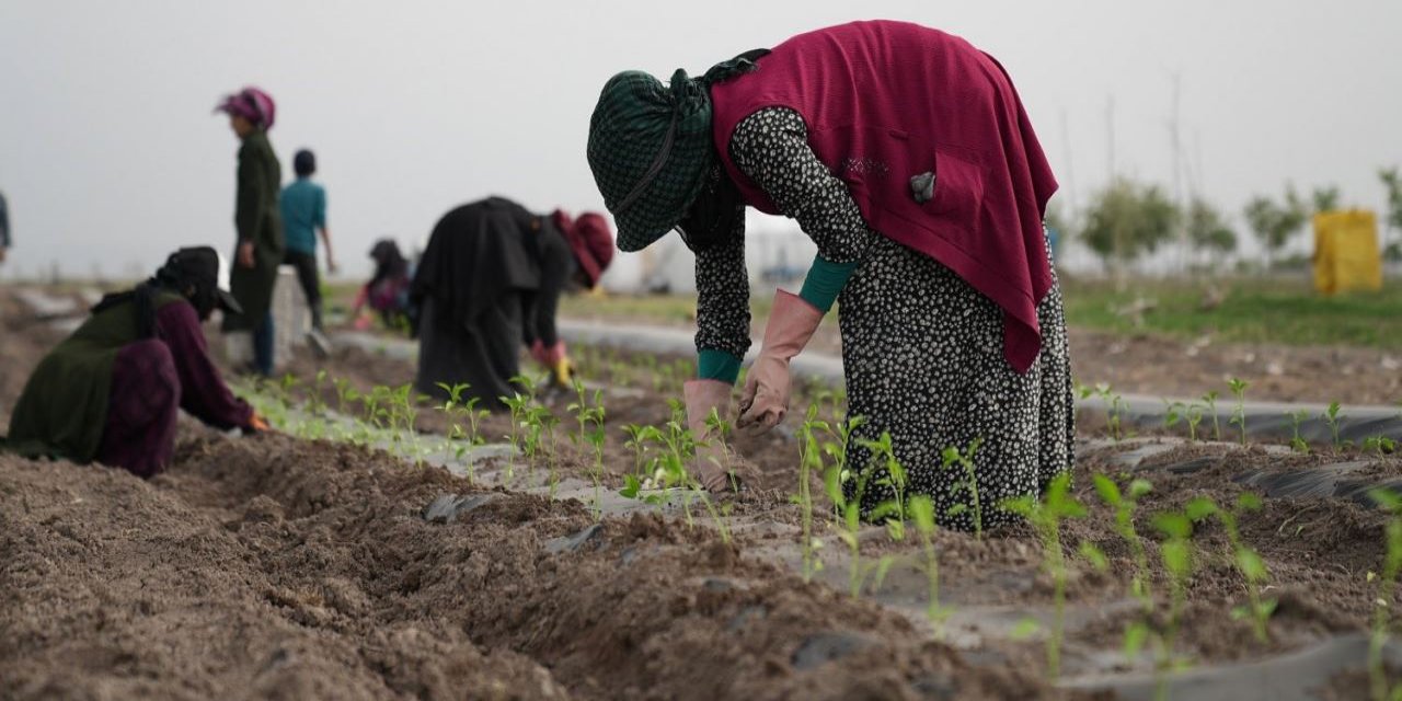 “Karatay Ata Tohum” projesi devam ediyor