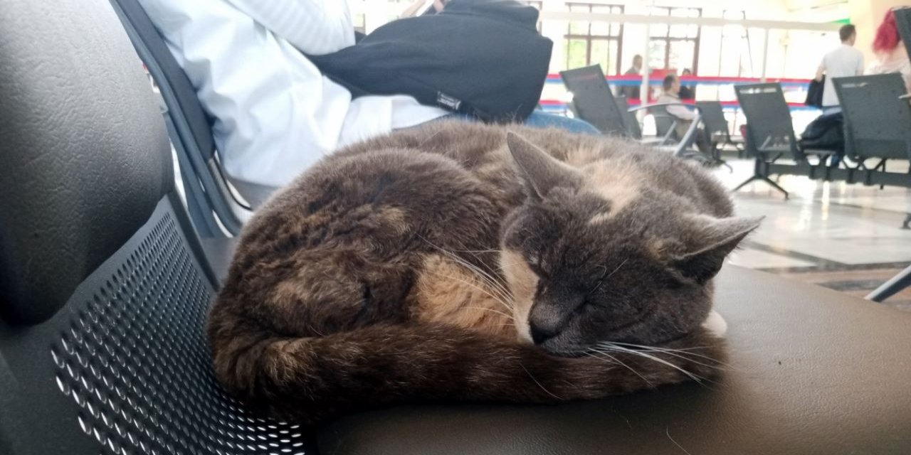 Sevimli kedi uyumak için tren garını tercih etti