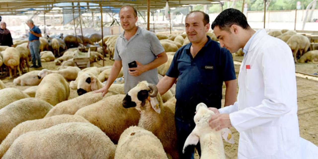 Kurban alırken dikkat! Bu hayvanları sakın kesmeyin