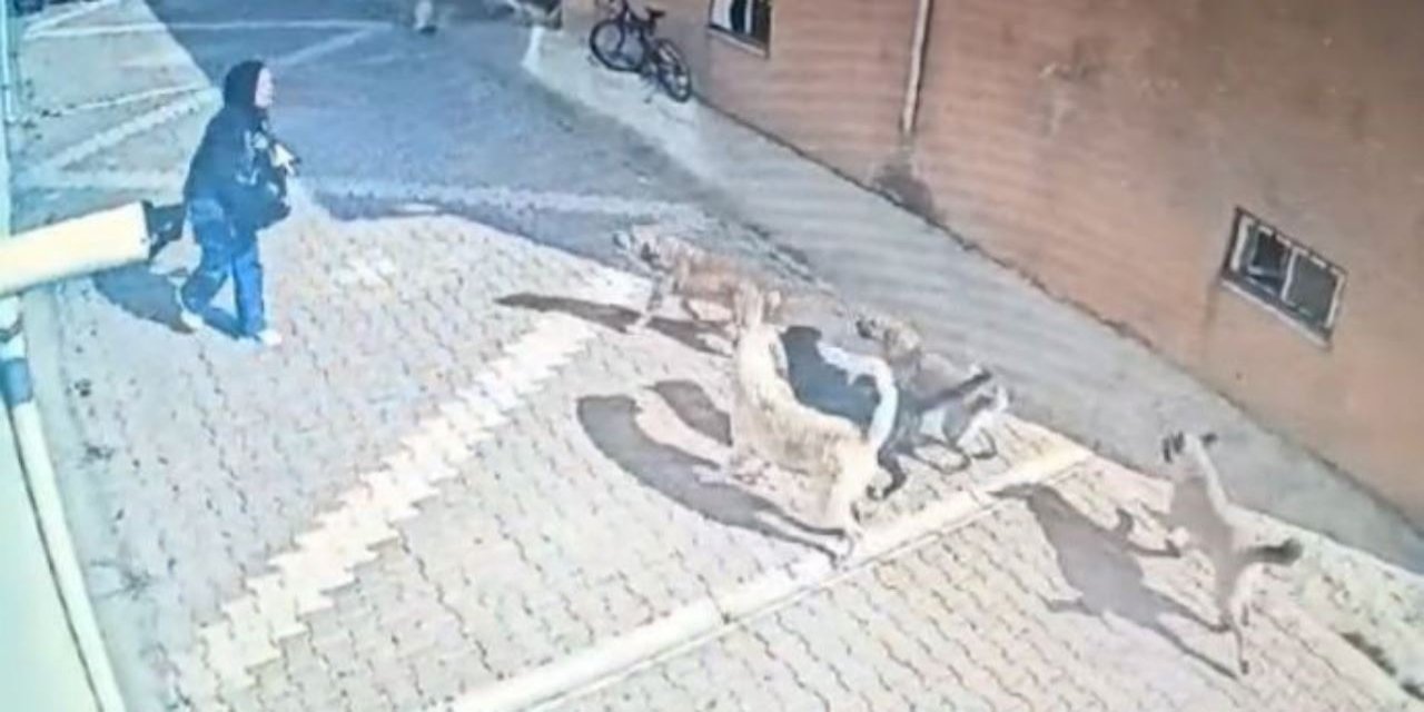 Başıboş köpeklerin saldırısına uğrayan kız öğrenci, çözüm bekliyor