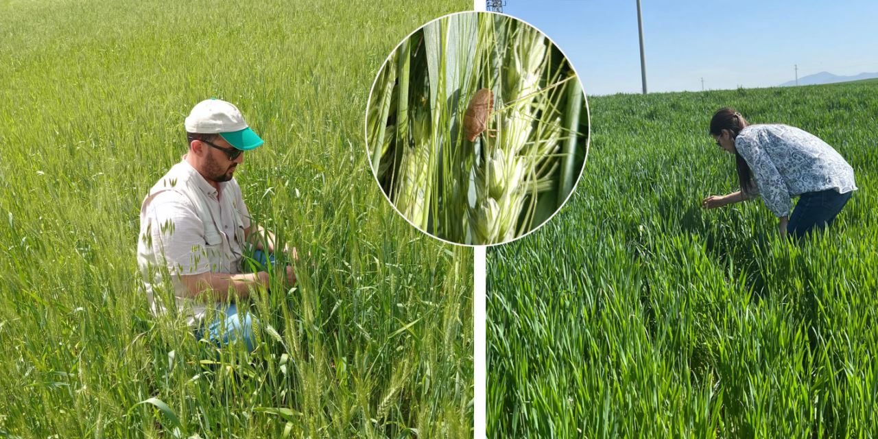 Sarayönü’nde hububat ekili alanlarda süne kontrolü yapılıyor