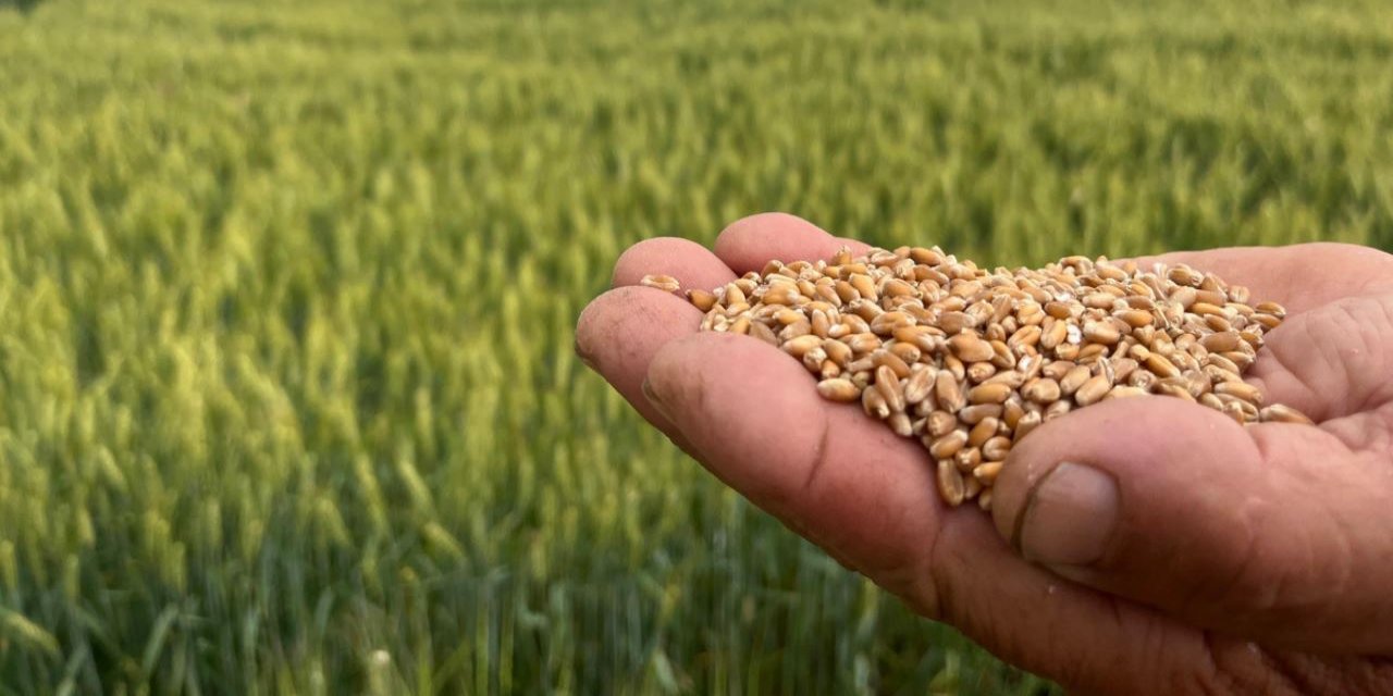 1 kilogram buğdaydan 1 ekmek çıkmıyor!