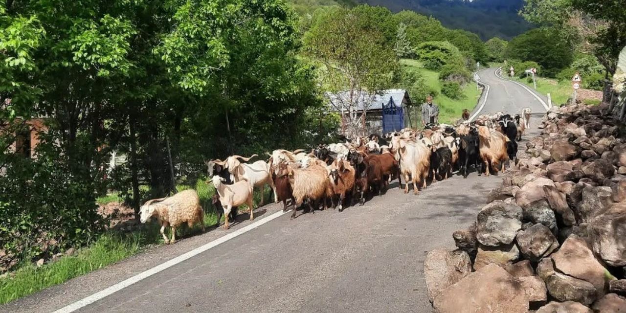 Mahalleye dönüşen köyde kötü kokular nedeniyle hayvan sayısı azaldı