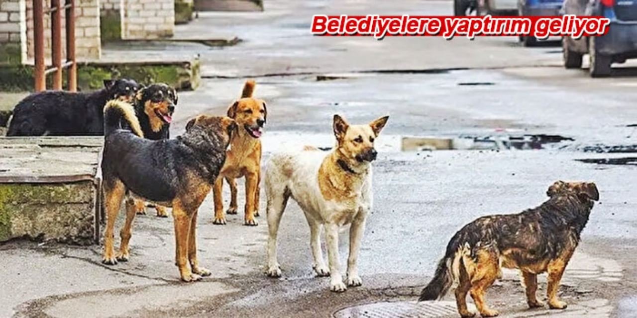 Sokak hayvanları yasasında detaylar belli oldu