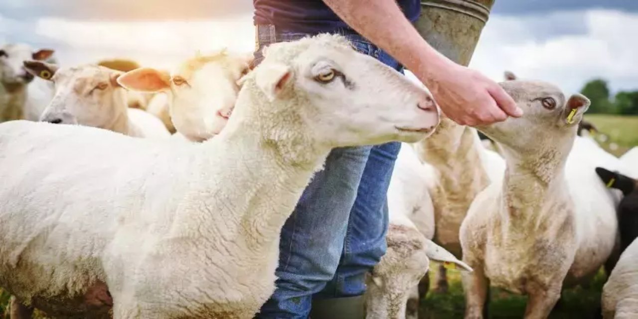 Kurban ibadetiyle ilgili doğru bilinen 10 yanlış