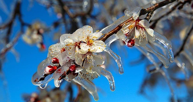 Meteorolojiden zirai don uyarısı