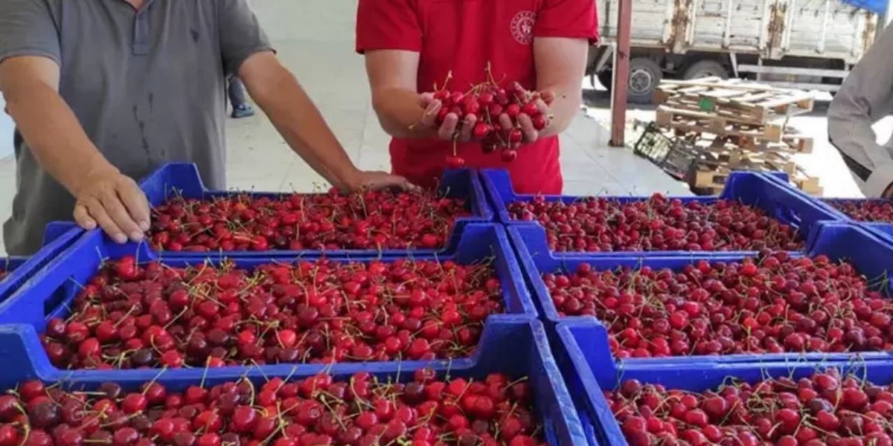 Konya'da geçen yıl 58 bin ton kiraz üretildi