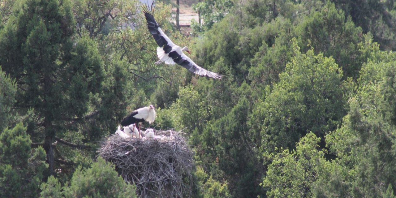 Leylekler Vadisi ve Leylekler Tepesi, fotoğraf tutkunlarına stüdyo oldu