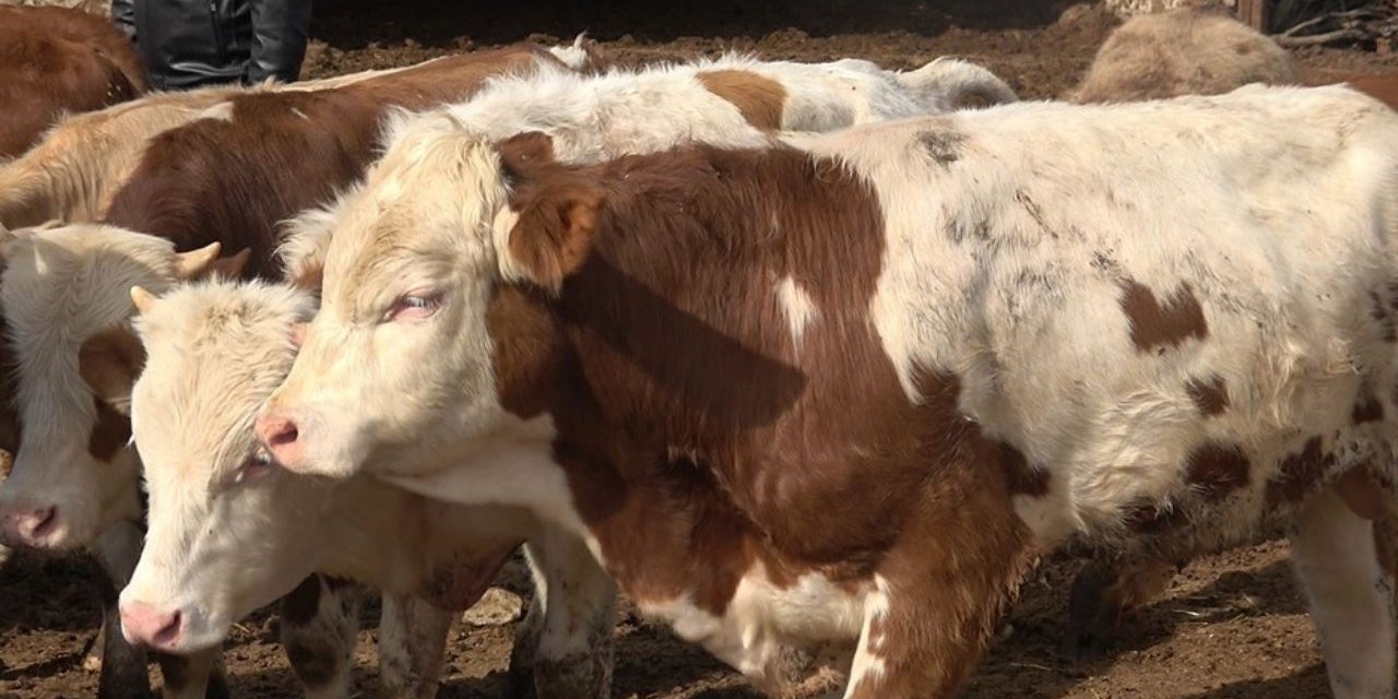 Dana ve Kuzu Kesim Fiyatları Düşüş Trendine Girdi!