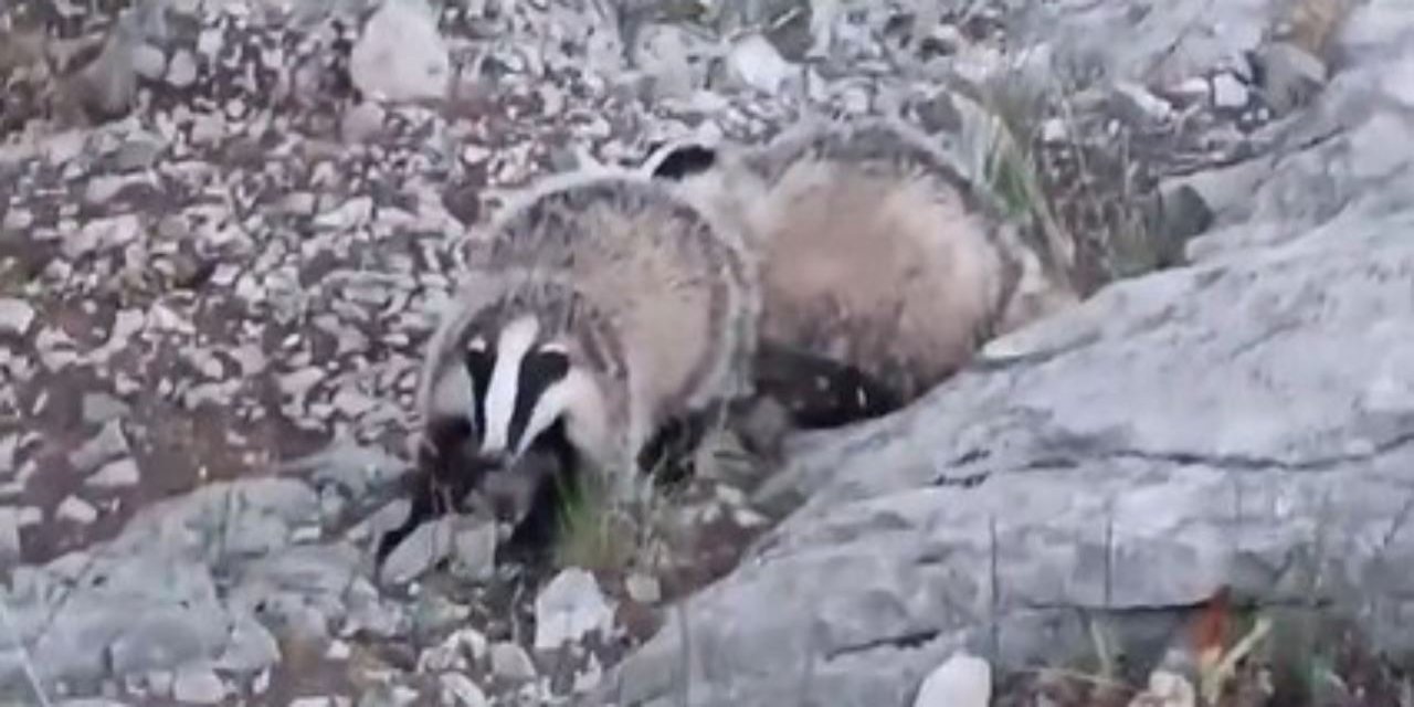 Porsukları fotokapan görüntüledi