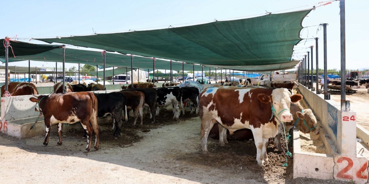 Selçuklu'da kurban satış ve kesim yerleri belli oldu