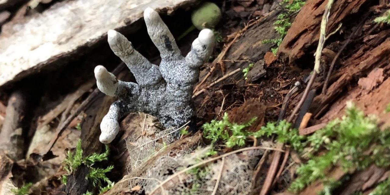 Fotoğraftakinin ne olduğunu öğrenmek için haberi tıklayın