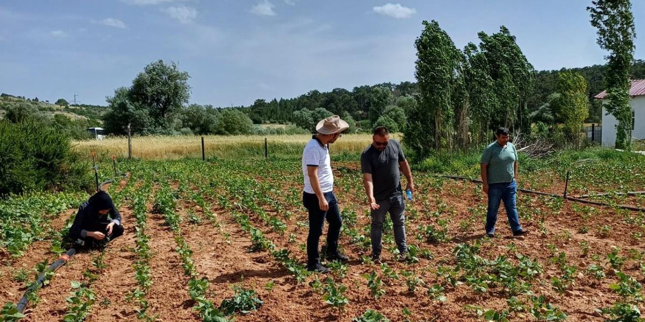 Böceklere tuzak kurarak yakalayıp inceliyorlar