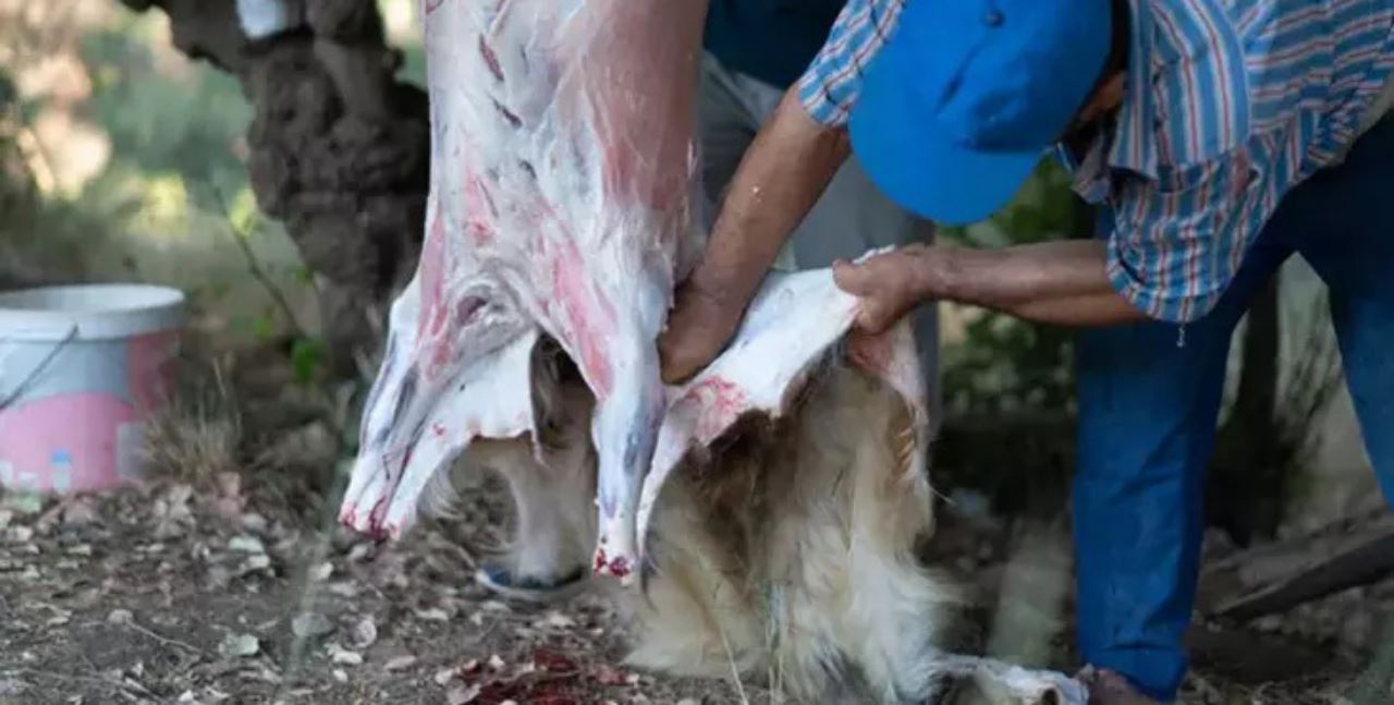 Kurban derileri çöpe atıldı