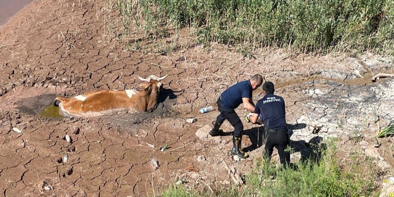 Bataklığa saplanan inek itfaiyenin yardımıyla kurtarıldı