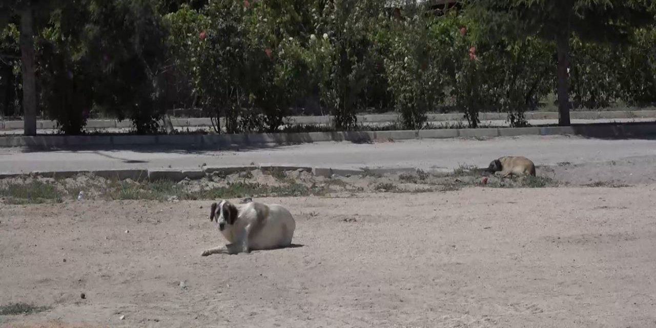 Niğde’de kuduz şüphesi olan köpeğin test sonucu belli oldu