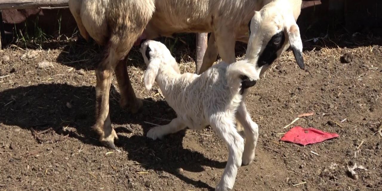 Üç bacaklı kuzu görenleri hayrete düşürdü