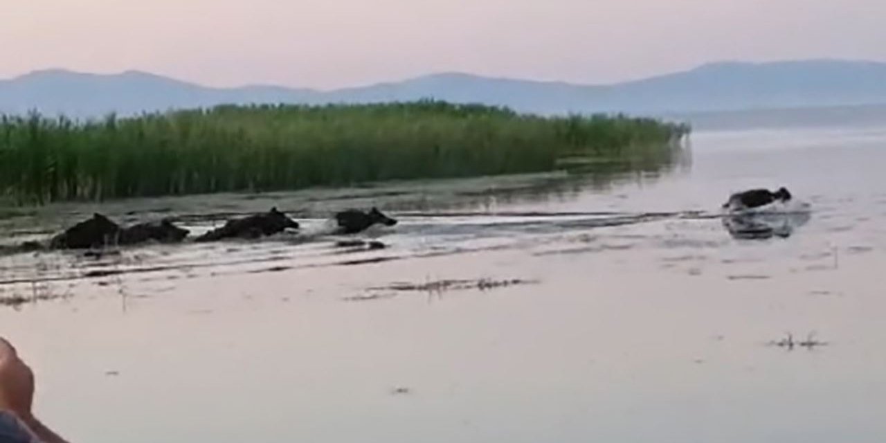 Sazlık içindeki yaban domuz sürüsü objektiflere yansıdı