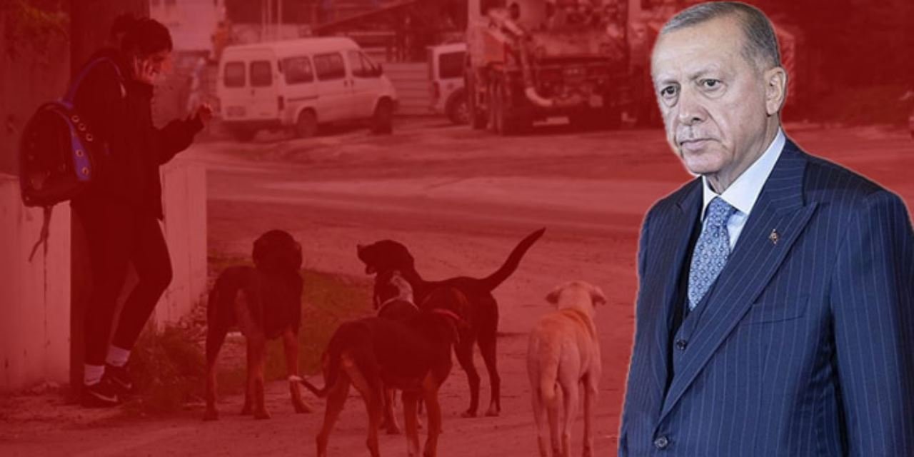 Erdoğan sokak köpekleri için talimat verdi! Uyutulacak mı?