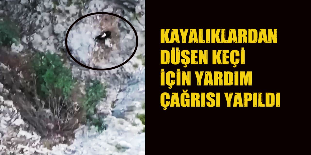 Kayalıklardan düşen keçi için yardım çağrısı