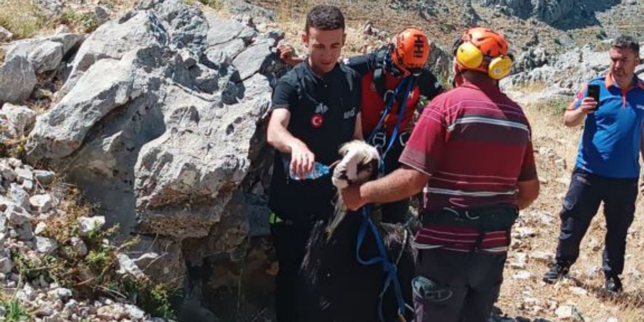 Kayalıklarda mahsur kalan keçi AFAD ve İHH ekiplerince kurtarıldı