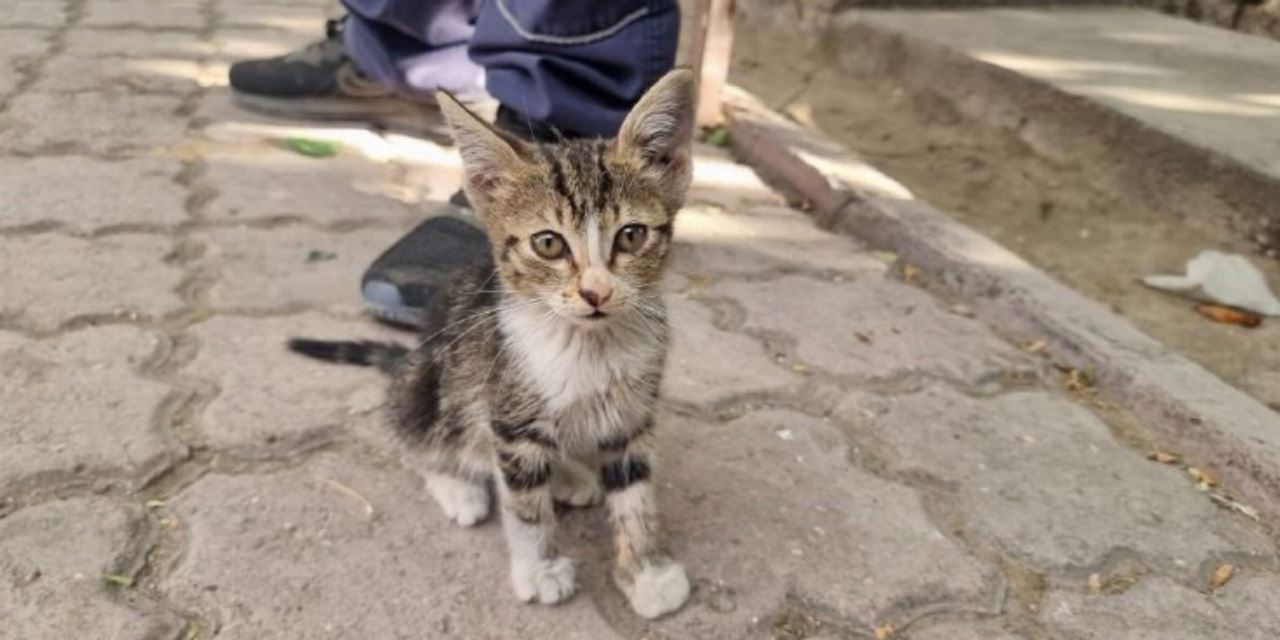 İtfaiye ekipleri yavru kedinin kahramanı oldu