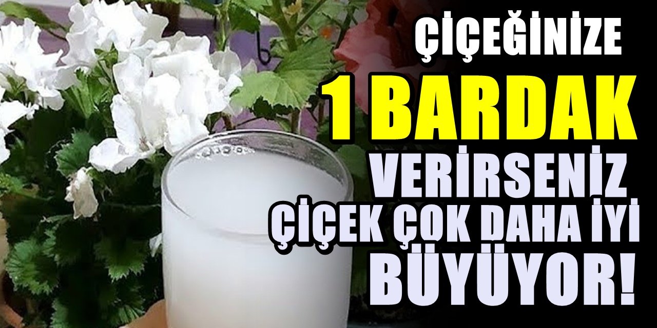 Küsen çiçeğinize 1 bardak verin ve daha hızlı büyümesini sağlayın