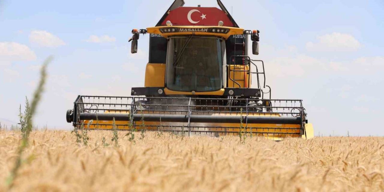 Konya'da buğday rekoltesinde düşüş bekleniyor