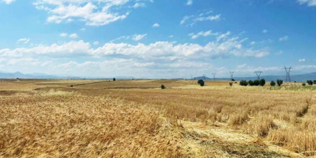 Konya’da akıl almaz hırsızlık! Tarladaki buğdayı çaldılar