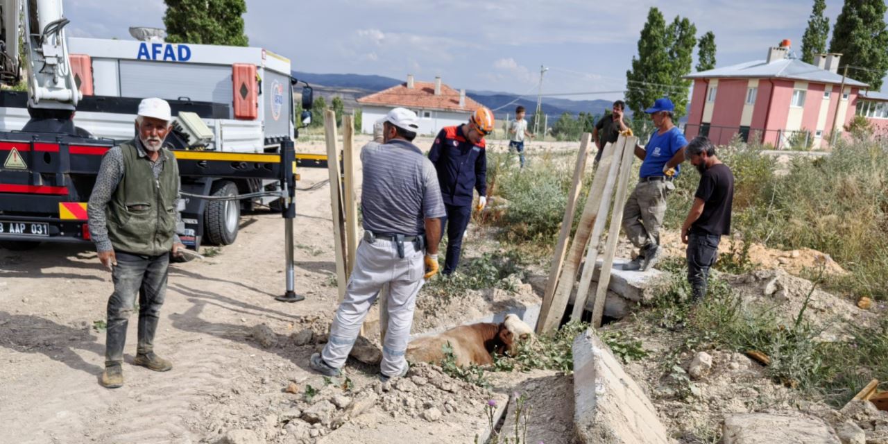 Sivas'ta menfeze düşen inek kurtarıldı