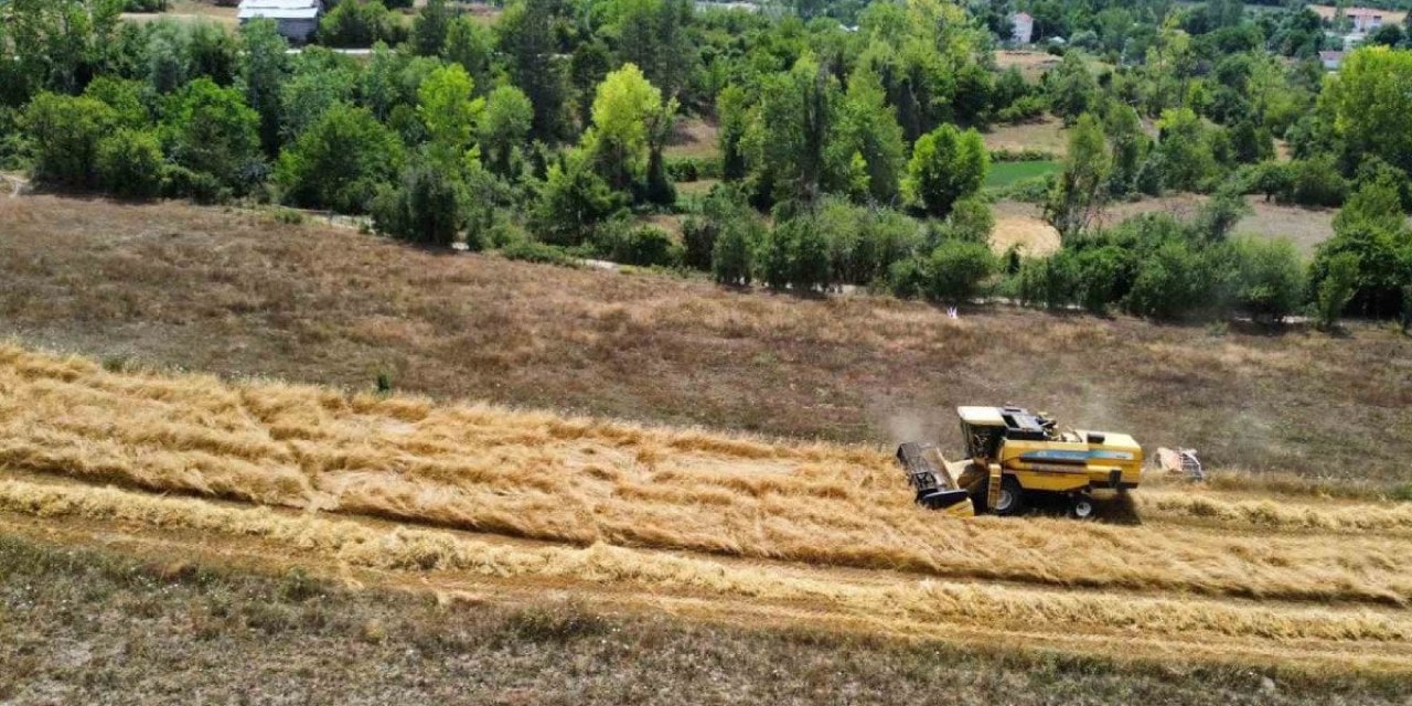 Duyan hemen yetiştiriyor, kilosu 100 lira... Su ve gübre istemiyor